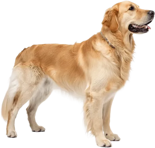 站着不动的金毛犬
