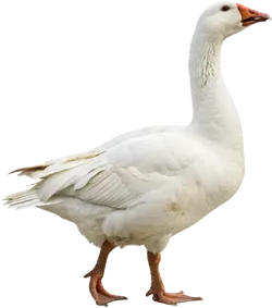 大鹅