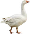 慢慢行走的大鹅