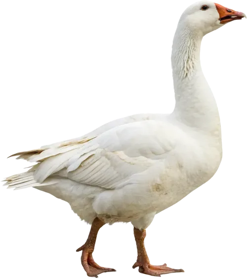 慢慢行走的大鹅