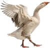 准备起飞的大鹅