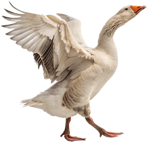 准备起飞的大鹅