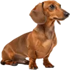 半蹲着的腊肠犬