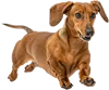 快速奔跑的腊肠犬