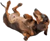 躺在地上打滚的腊肠犬