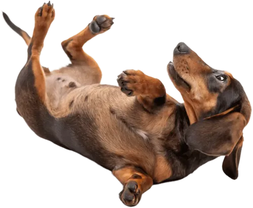 躺在地上打滚的腊肠犬