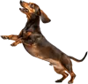 攀爬的腊肠犬