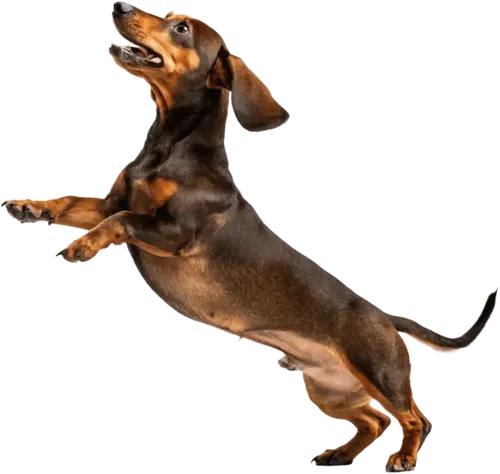 攀爬的腊肠犬