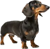 站立不动的腊肠犬