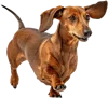 行走的腊肠犬