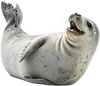 哈哈大笑的海豹