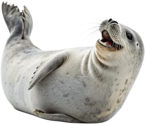 哈哈大笑的海豹