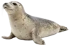 正在爬行的海豹