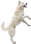 跳跃的哈士奇