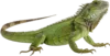 匍匐在地上的鬣蜥