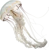 慢慢漂浮游动的水母