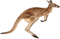 袋鼠