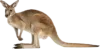 站立的袋鼠