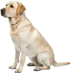 坐在地上的拉布拉多猎犬