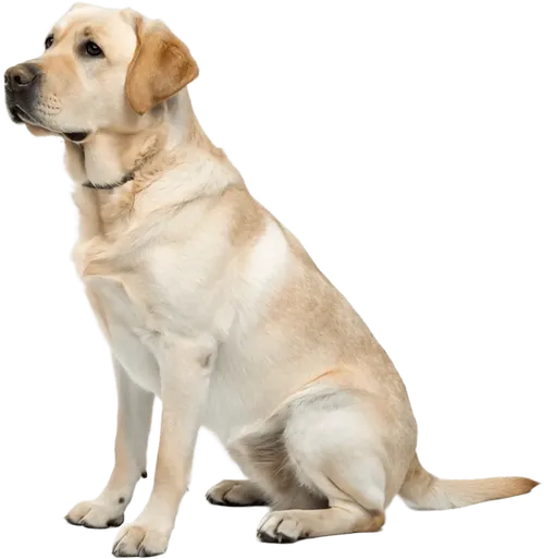 坐在地上的拉布拉多猎犬