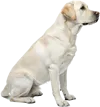坐在地上的拉布拉多猎犬