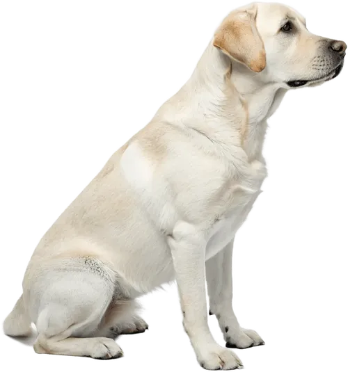 坐在地上的拉布拉多猎犬
