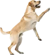 向上攀爬的拉布拉多猎犬