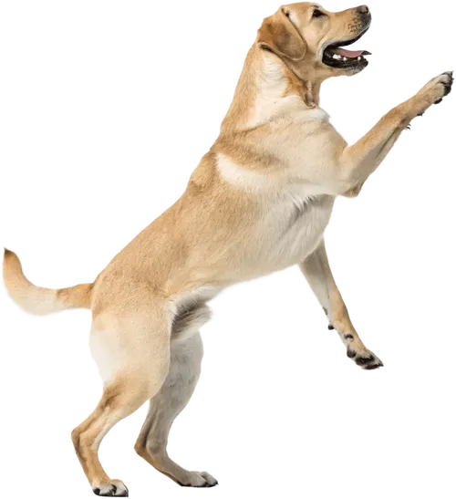 向上攀爬的拉布拉多猎犬