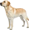 站立不动的拉布拉多猎犬