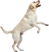 正在跳跃的拉布拉多猎犬