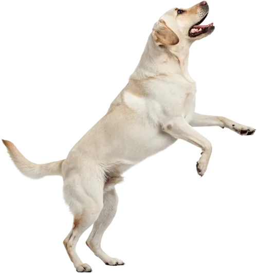 正在跳跃的拉布拉多猎犬