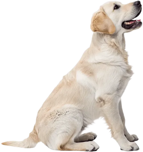 坐在地上的拉布拉多猎犬