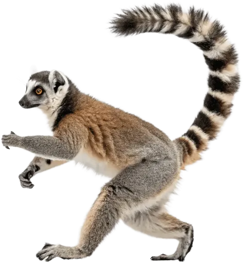 慢慢游走的狐猴