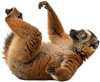 躺在地上的狐猴