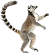 正在爬行的狐猴