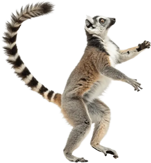 正在爬行的狐猴