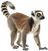 站立的狐猴