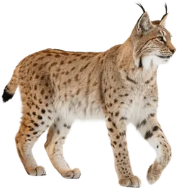 猞猁