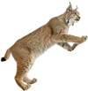 攀爬的猞猁