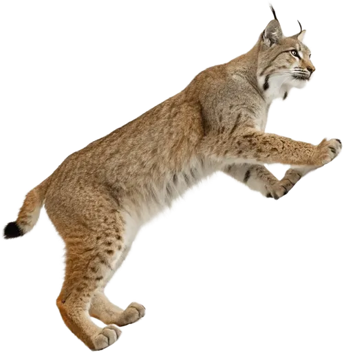 攀爬的猞猁