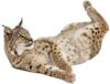 躺在地上的猞猁