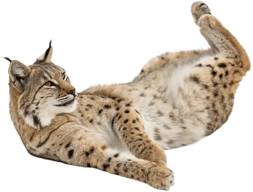 躺在地上的猞猁