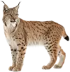 站着不动的猞猁