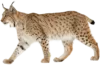 走在路上的猞猁