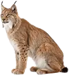 坐在地上的猞猁