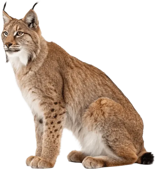 坐在地上的猞猁