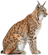 坐在地上的猞猁