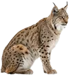 坐在地上的猞猁