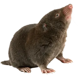 鼹鼠