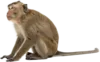 蹲在地上的猴子